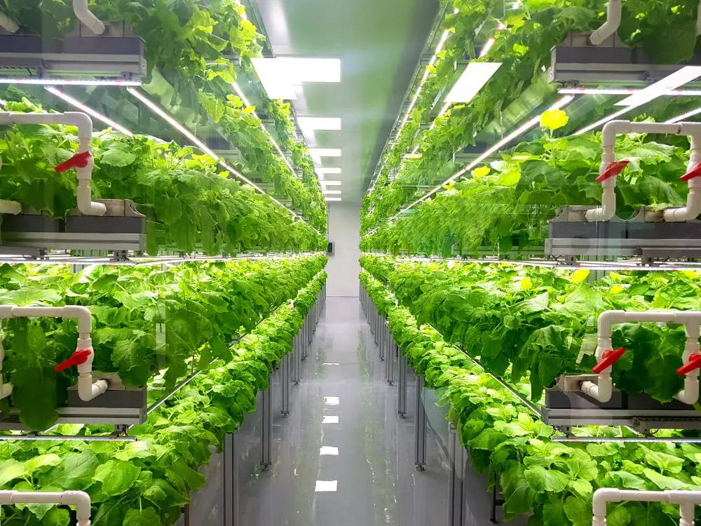 Biotech Advancements in Urban Agriculture